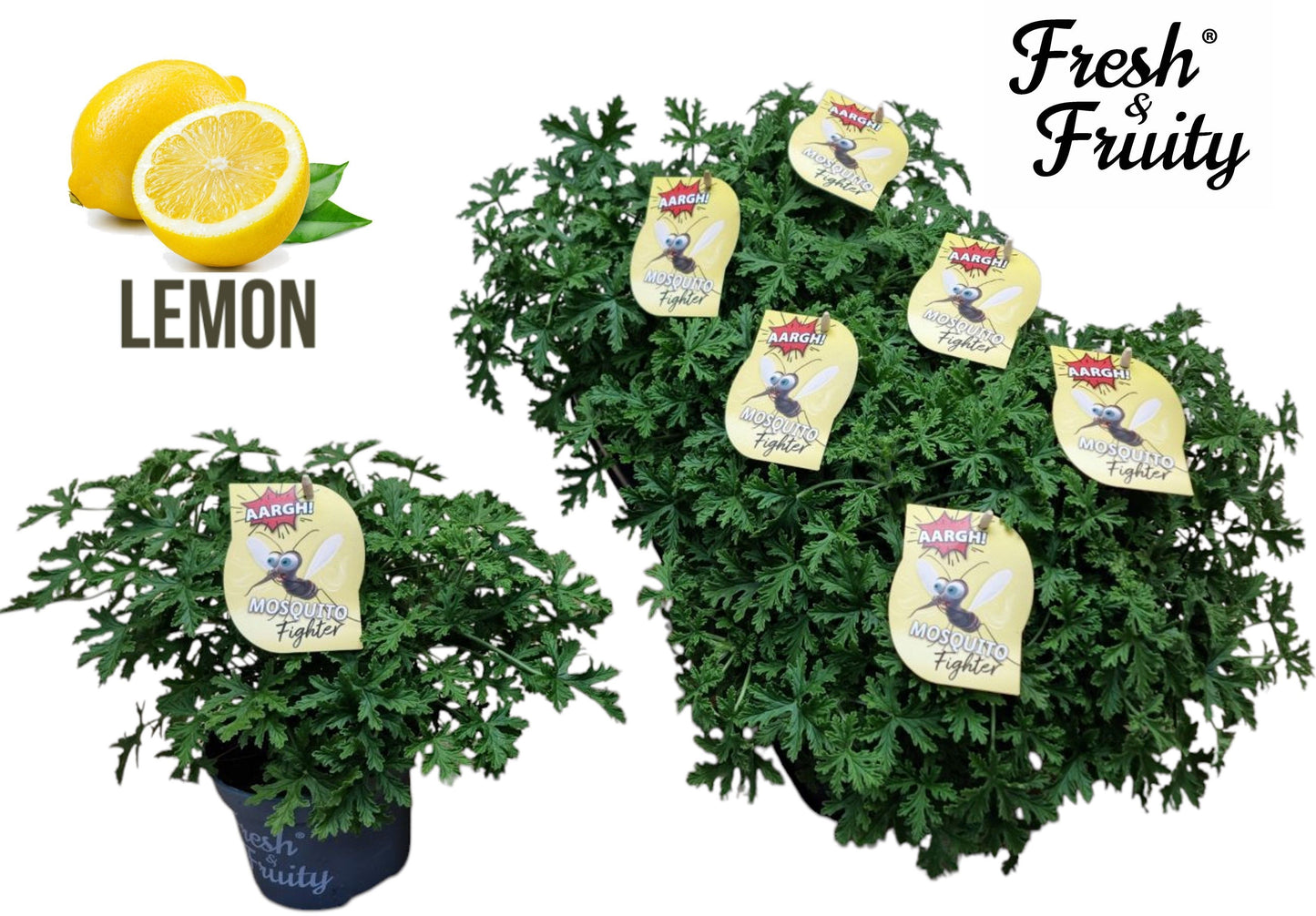 Pel. Fresh&Fruity Mosquito Fighter 25cm 12cm Pot