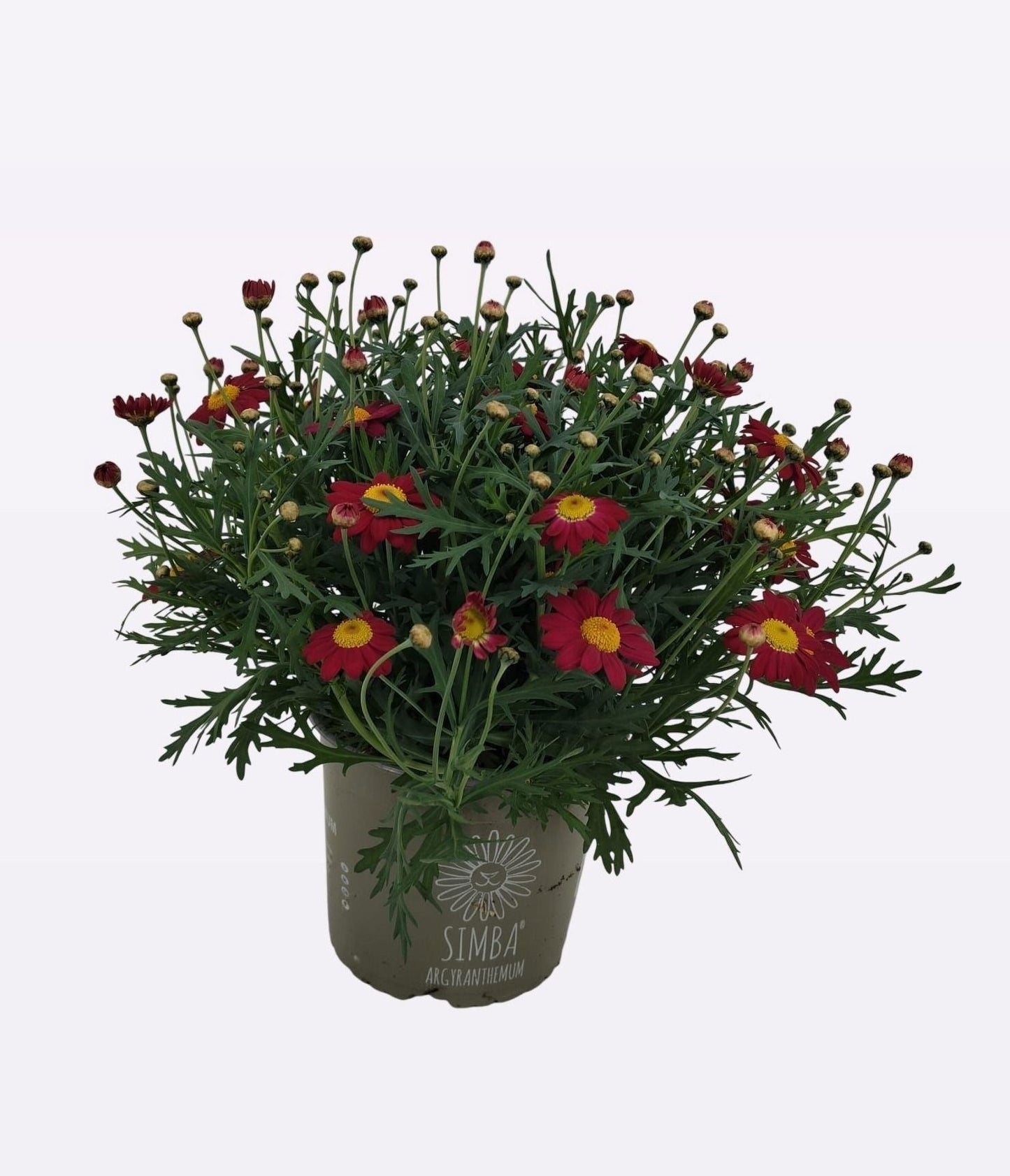Argyranthemum Simba Scarlet Red 40cm 19cm Pot