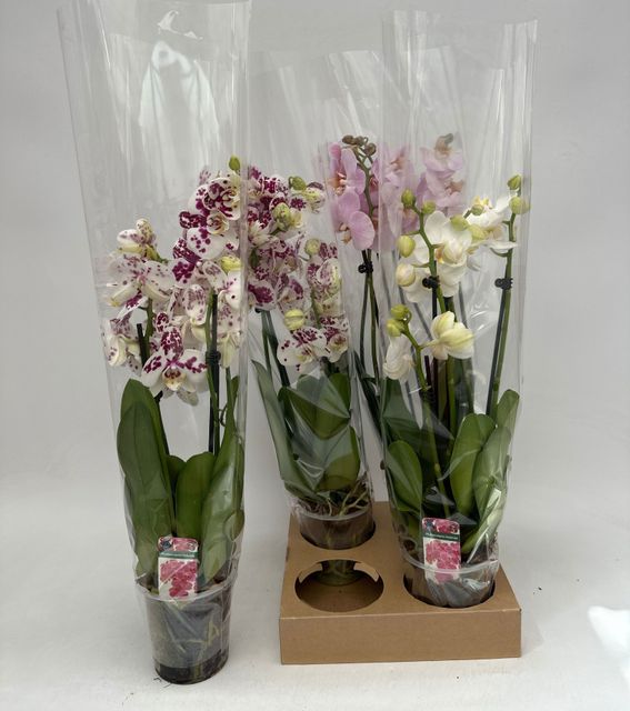 Phalaenopsis mix 52cm 12cm Pot