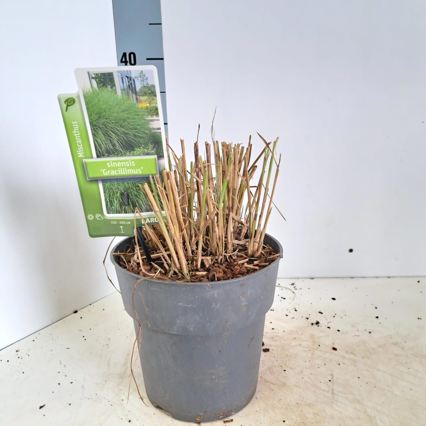 Miscanthus sin. Gracillimus 110cm 23cm Pot