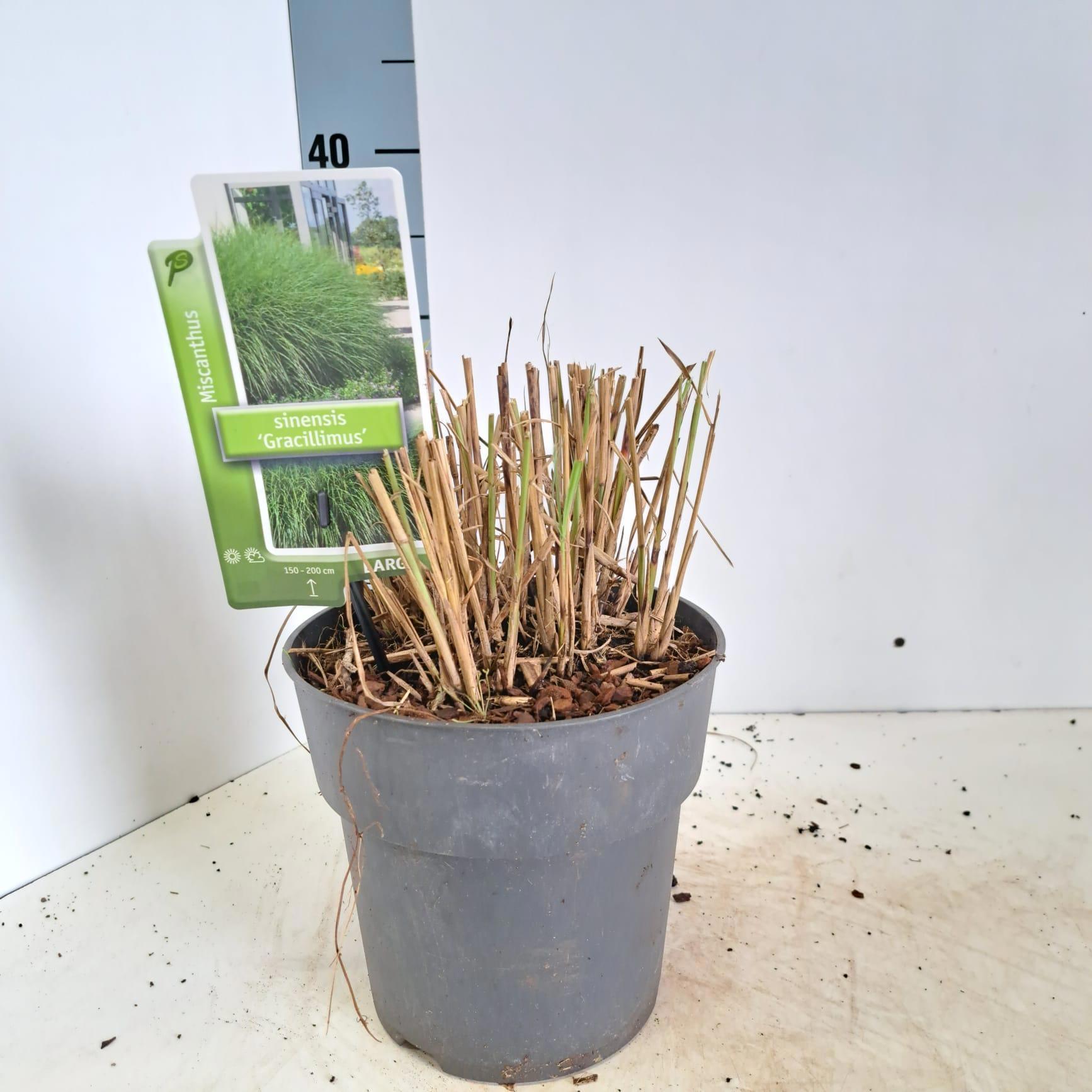 Miscanthus sin. Gracillimus 110cm 23cm Pot
