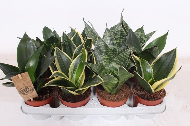Sansevieria Hahnii mix 18cm 9cm Pot