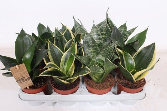 Sansevieria Hahnii mix 18cm 9cm Pot