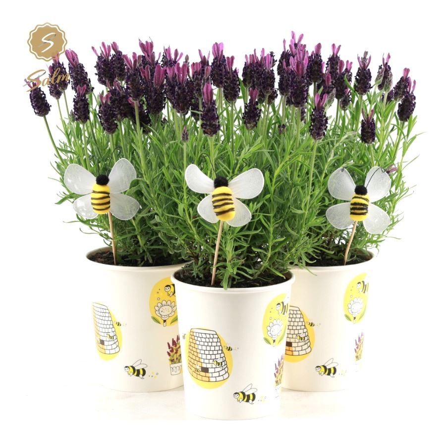 Lavandula st. Anouk in beecup 37cm 13cm Pot