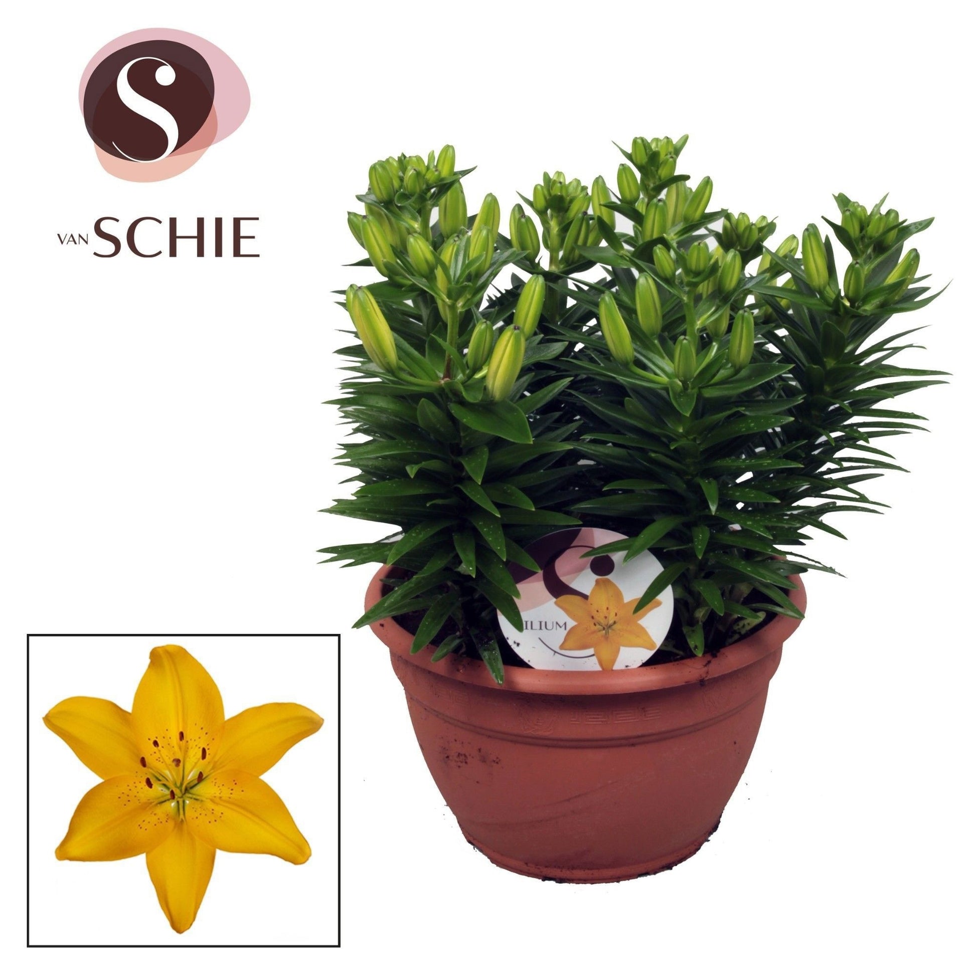 Lilium az. Golden Matrix 40cm 25cm Pot