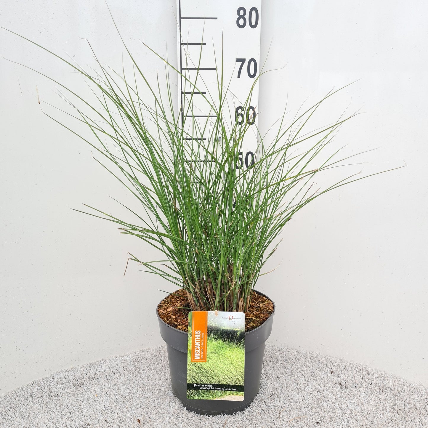 Miscanthus sin. Gracillimus 50cm 26cm Pot