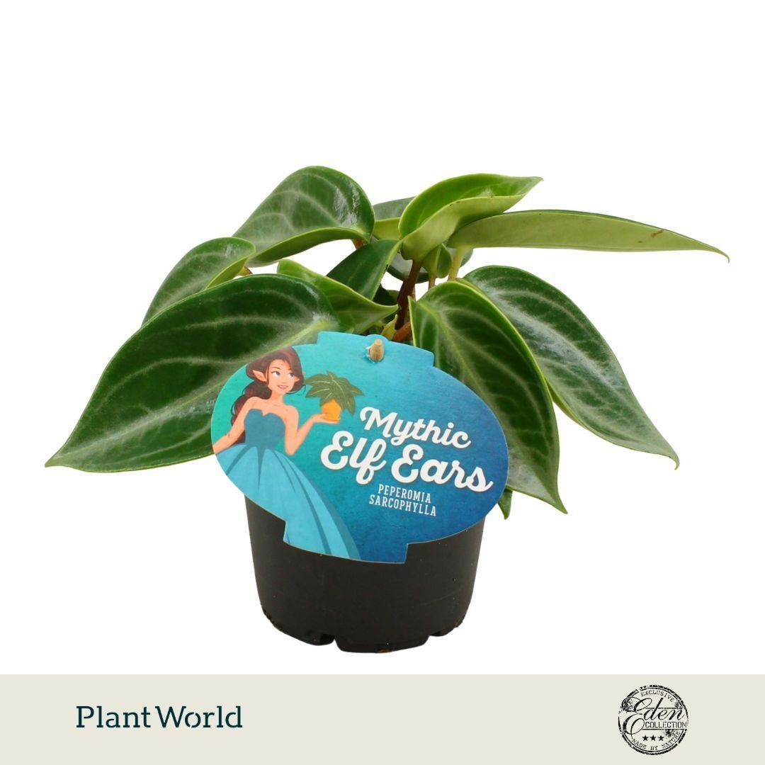 Plantworld Smit Kwekerij Peperomia sarcophylla Pack of 6