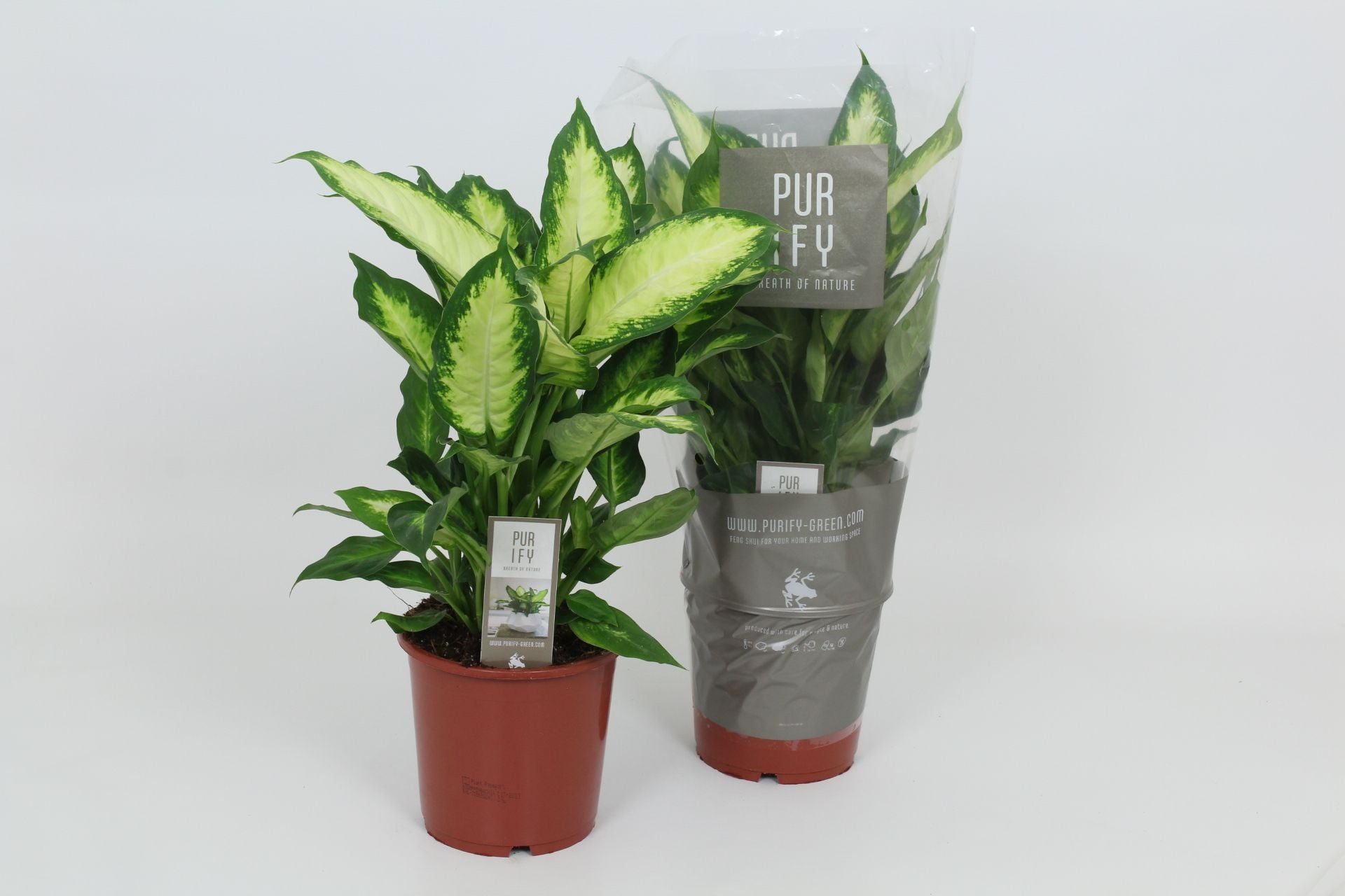Dieffenbachia Camilla 50cm 17cm Pot