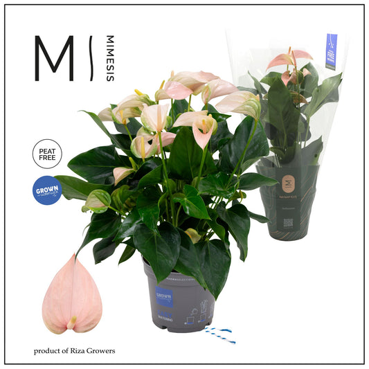 Anthurium Joli Peach 55cm 17cm Pot