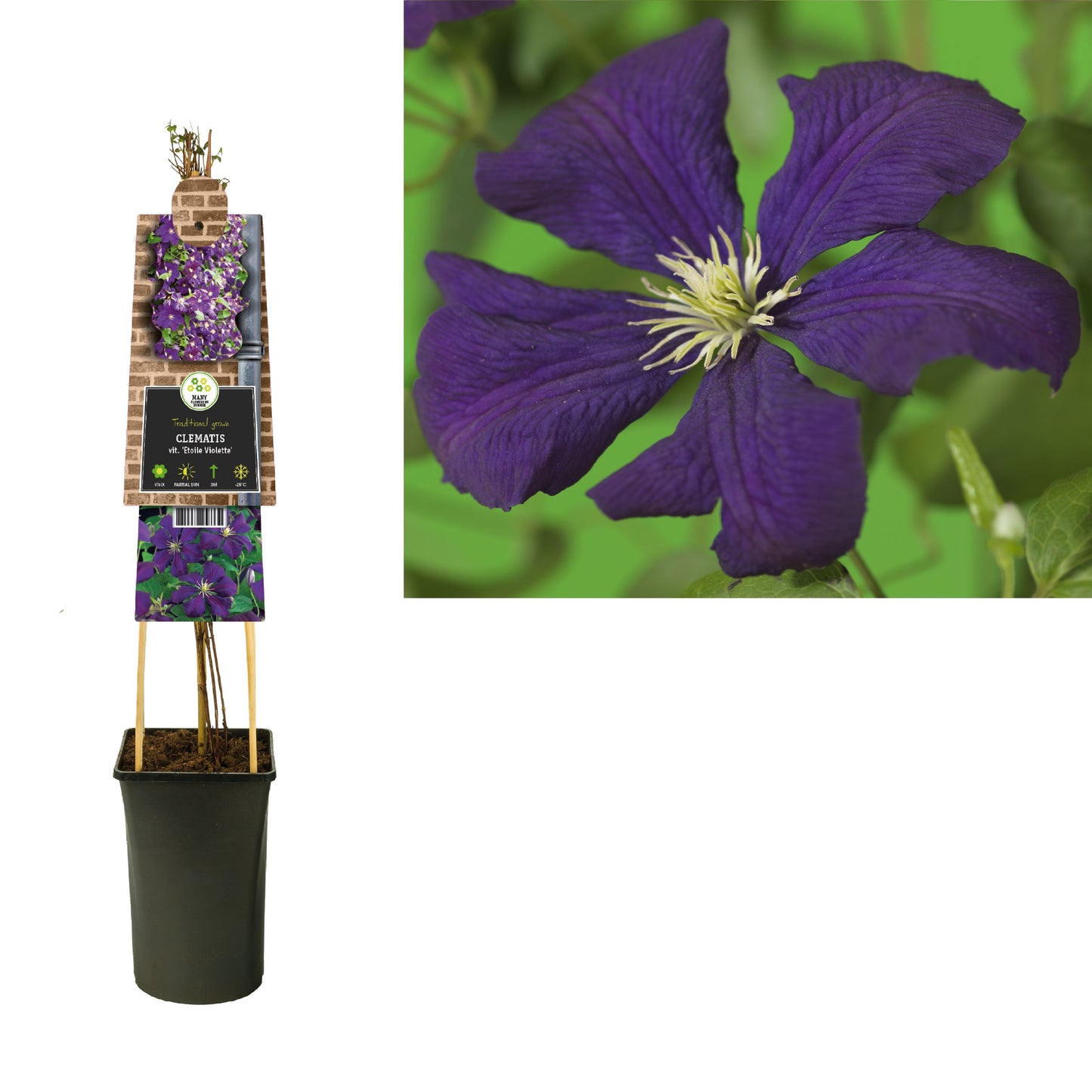 Clematis vit. Etoile Violette 75cm 17cm Pot