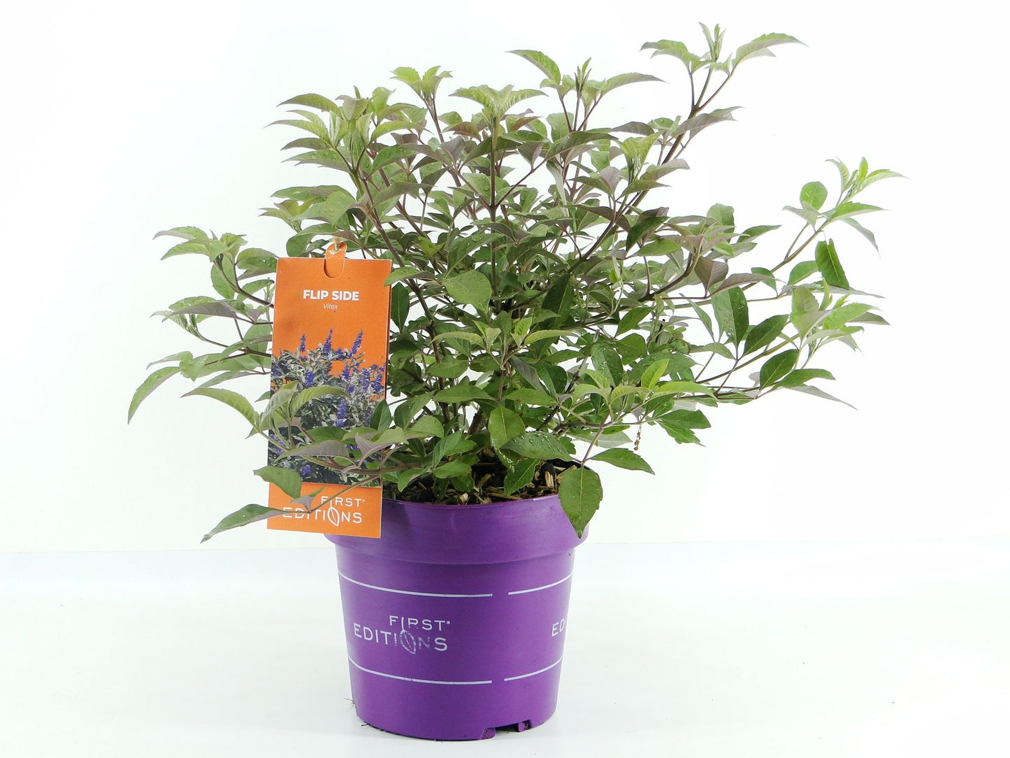 Vitex agn. Flip Side 50cm 19cm Pot