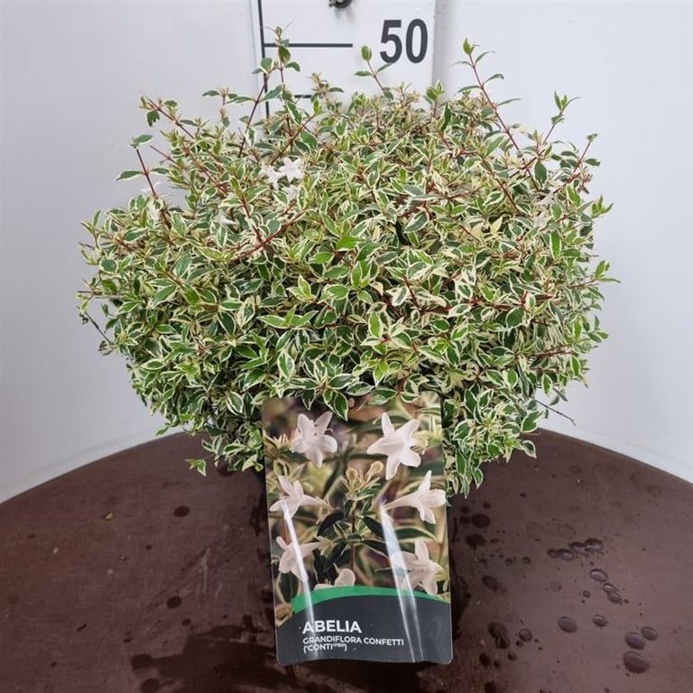 Abelia gran. Confetti 55cm 27cm Pot
