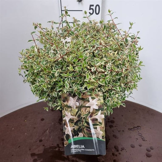 Abelia gran. Confetti 55cm 27cm Pot