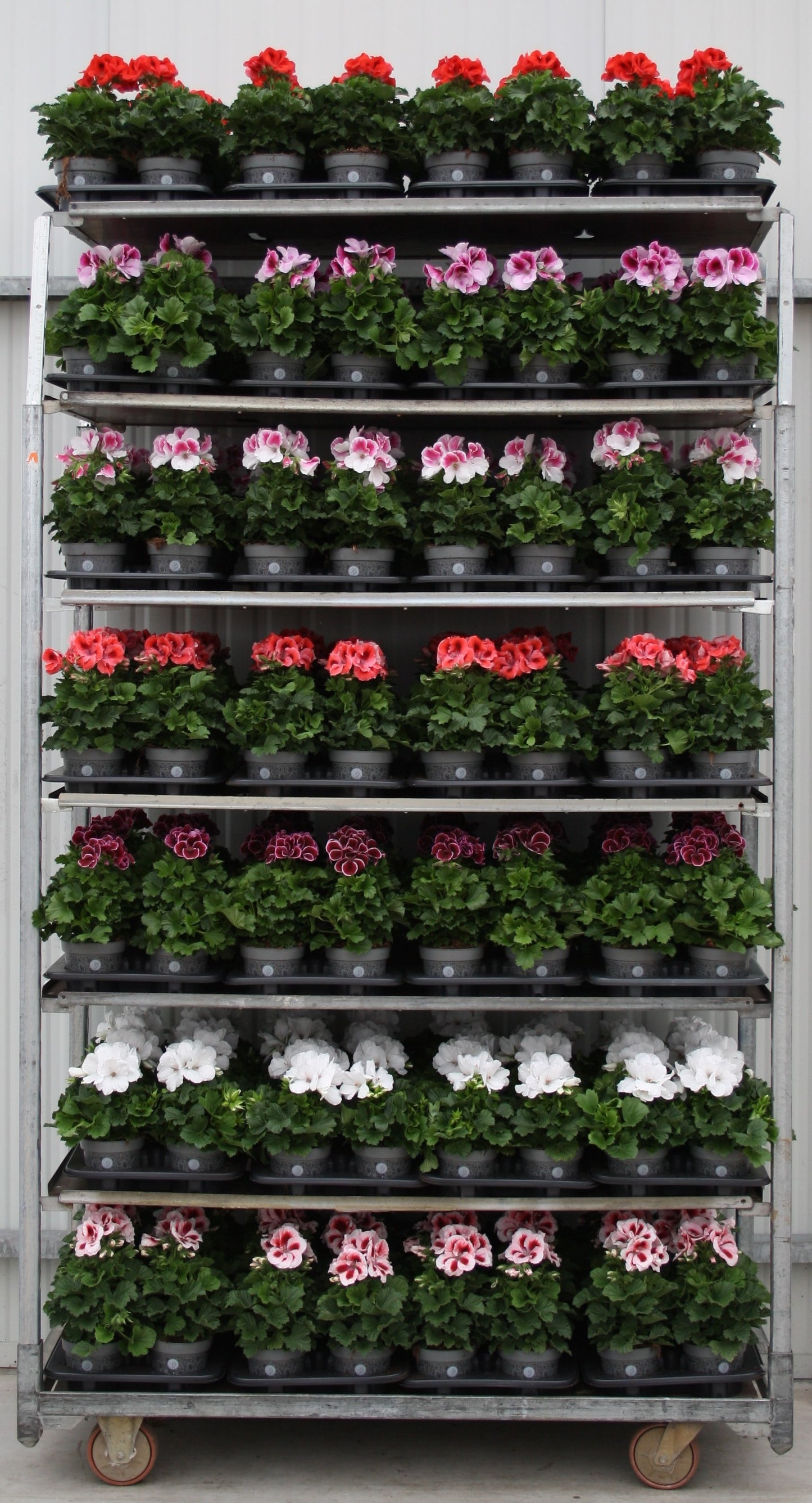 Pelargonium gr mix 28cm 12cm Pot