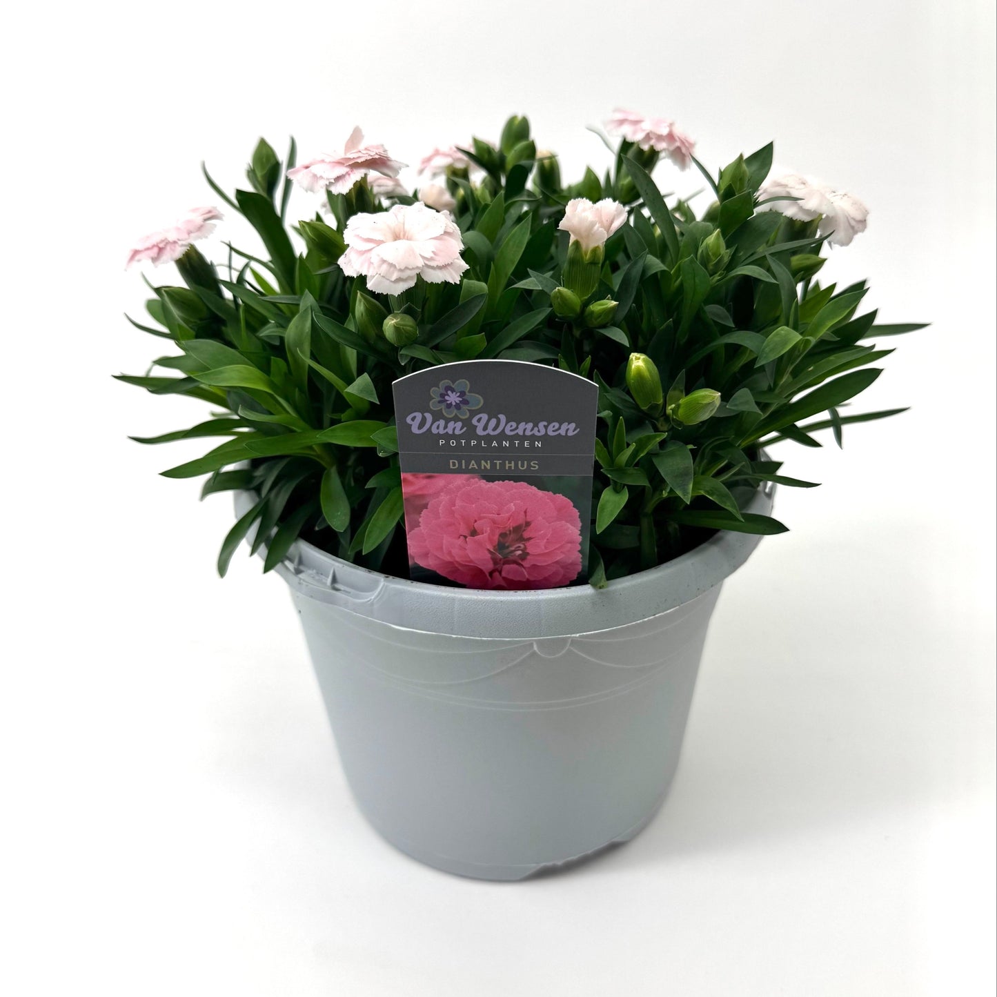 Dianthus Oscar white 25cm 17cm Pot