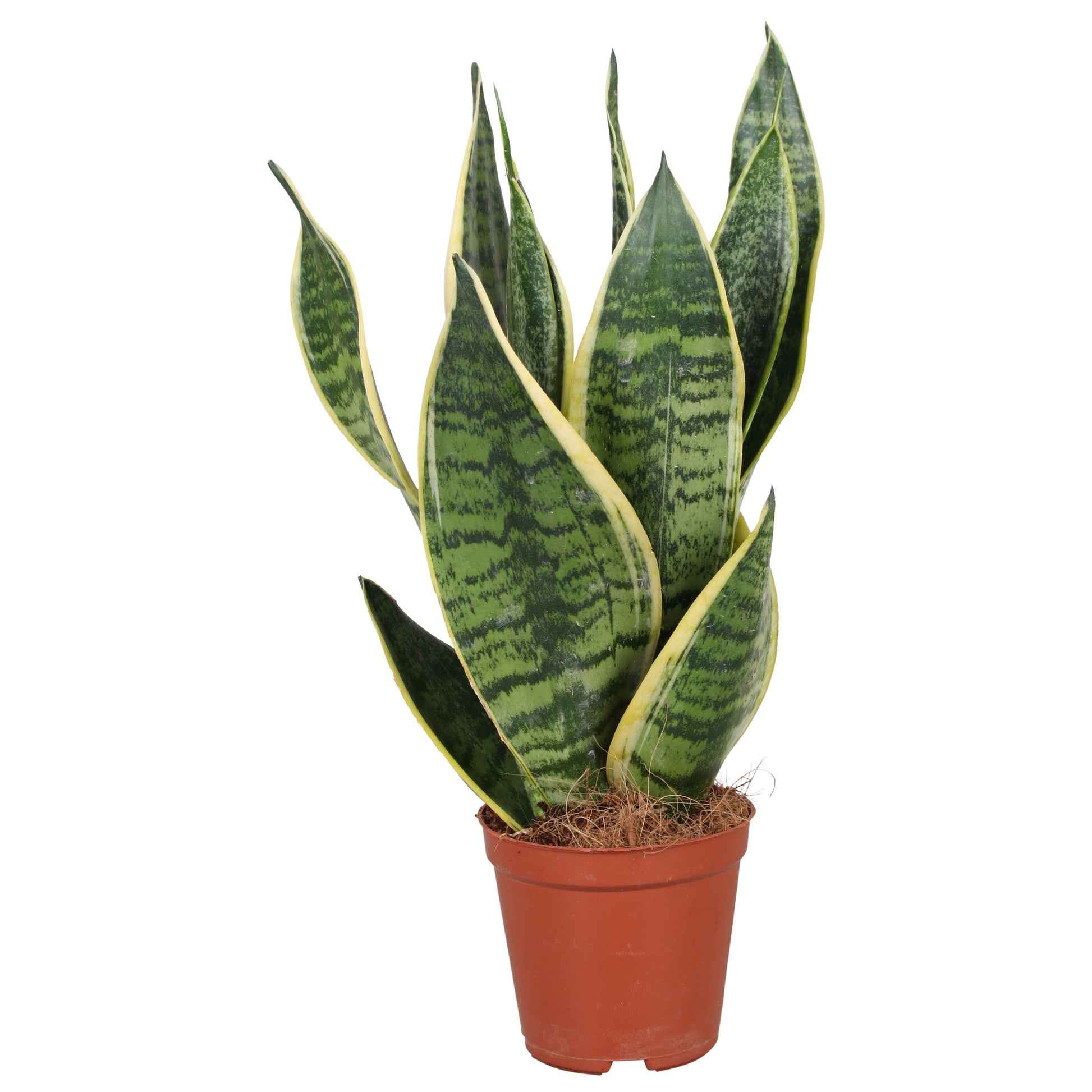 Vireo-Hedera plant BV Sansevieria Futura Superba Pack of 10