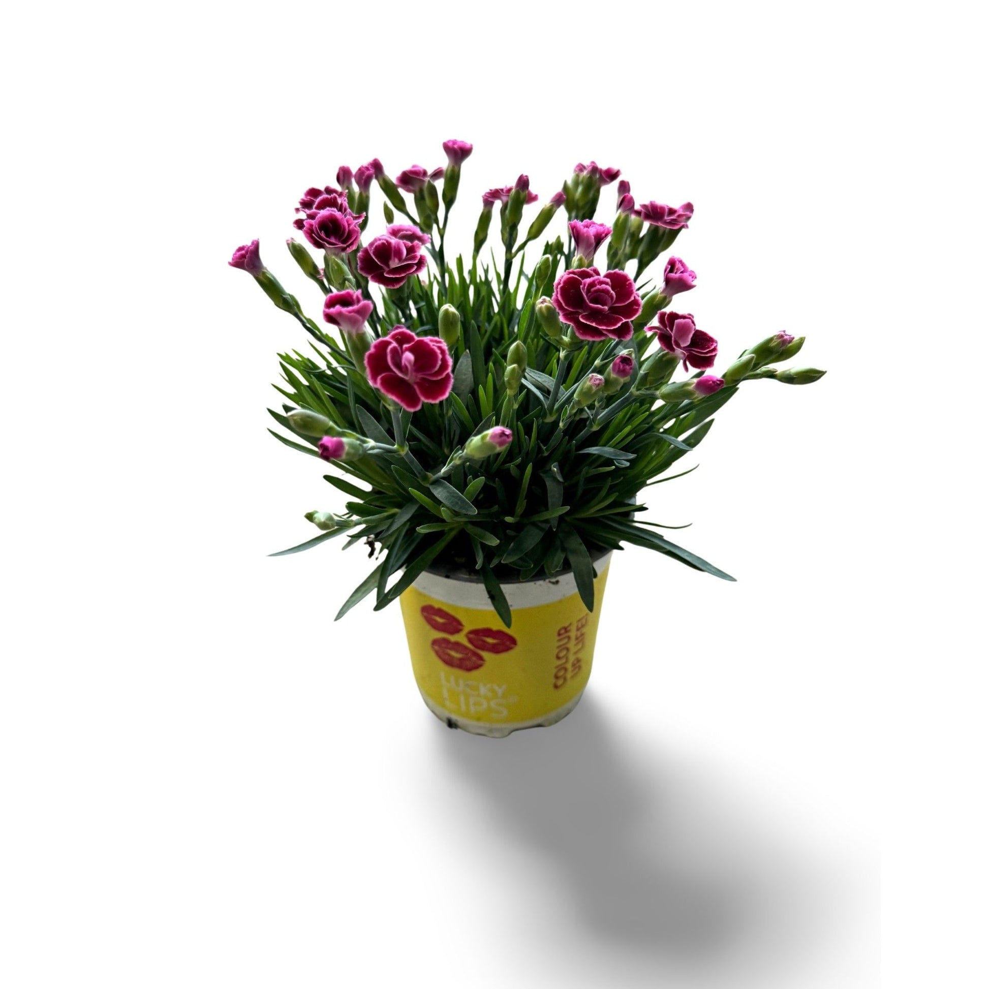 Dianthus Lucky Lips Lara 25cm 510cm Pot