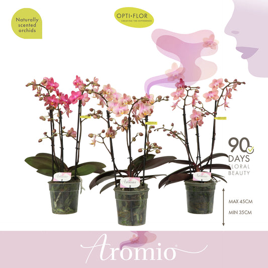 Phalaenopsis mix 35cm 12cm Pot