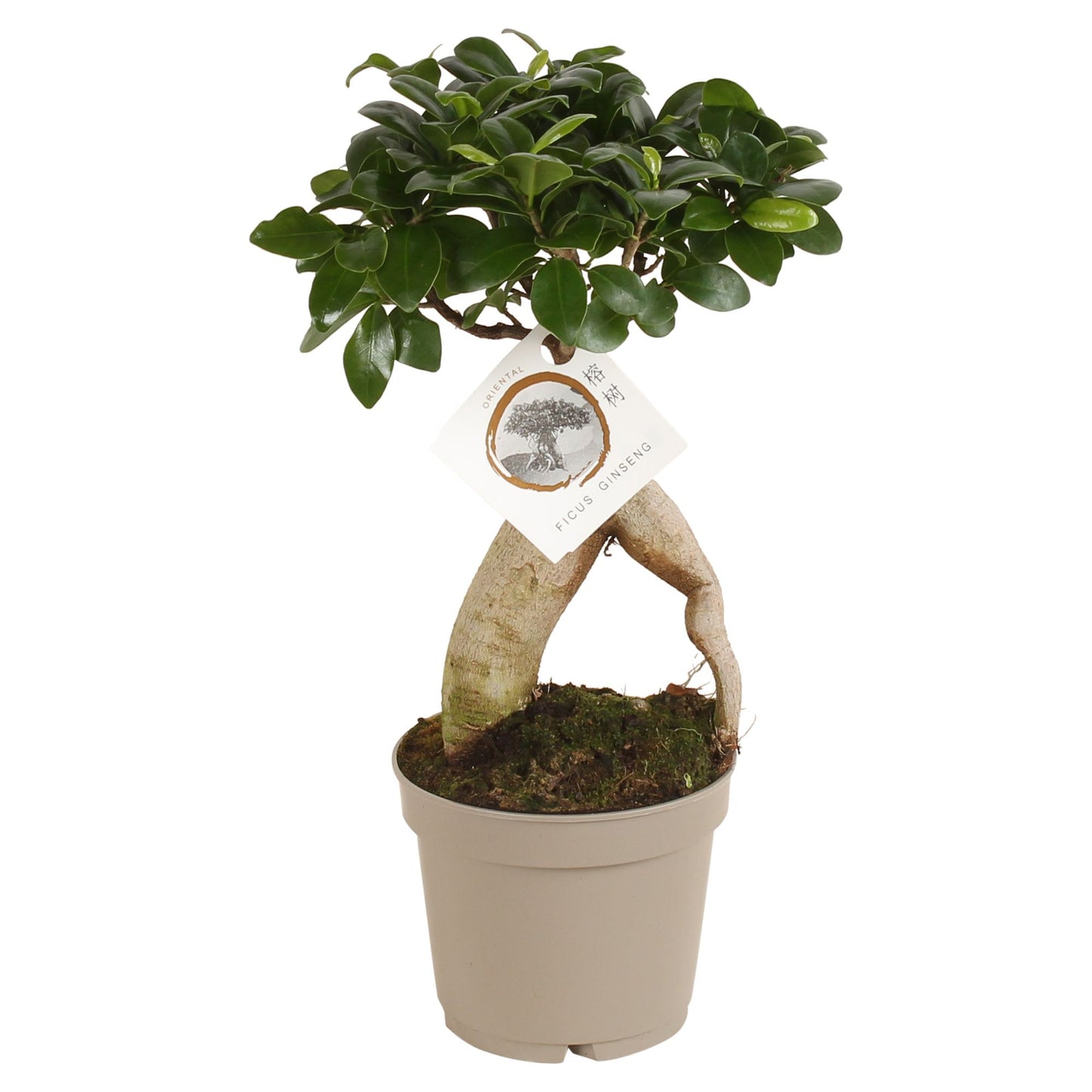Ficus Ginseng 30cm 12cm Pot