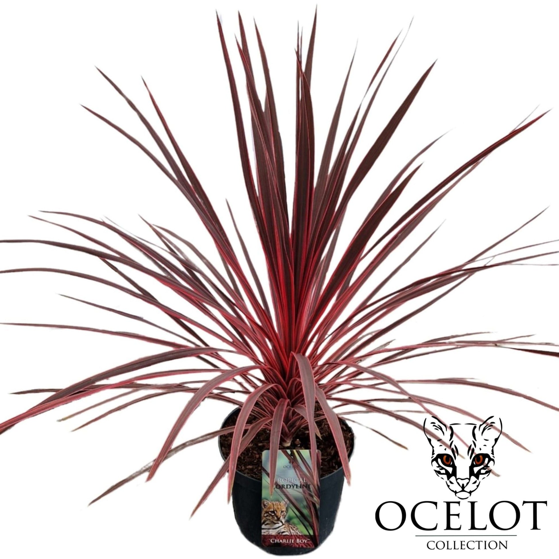 Cordyline Charlie Boy 80cm 26cm Pot