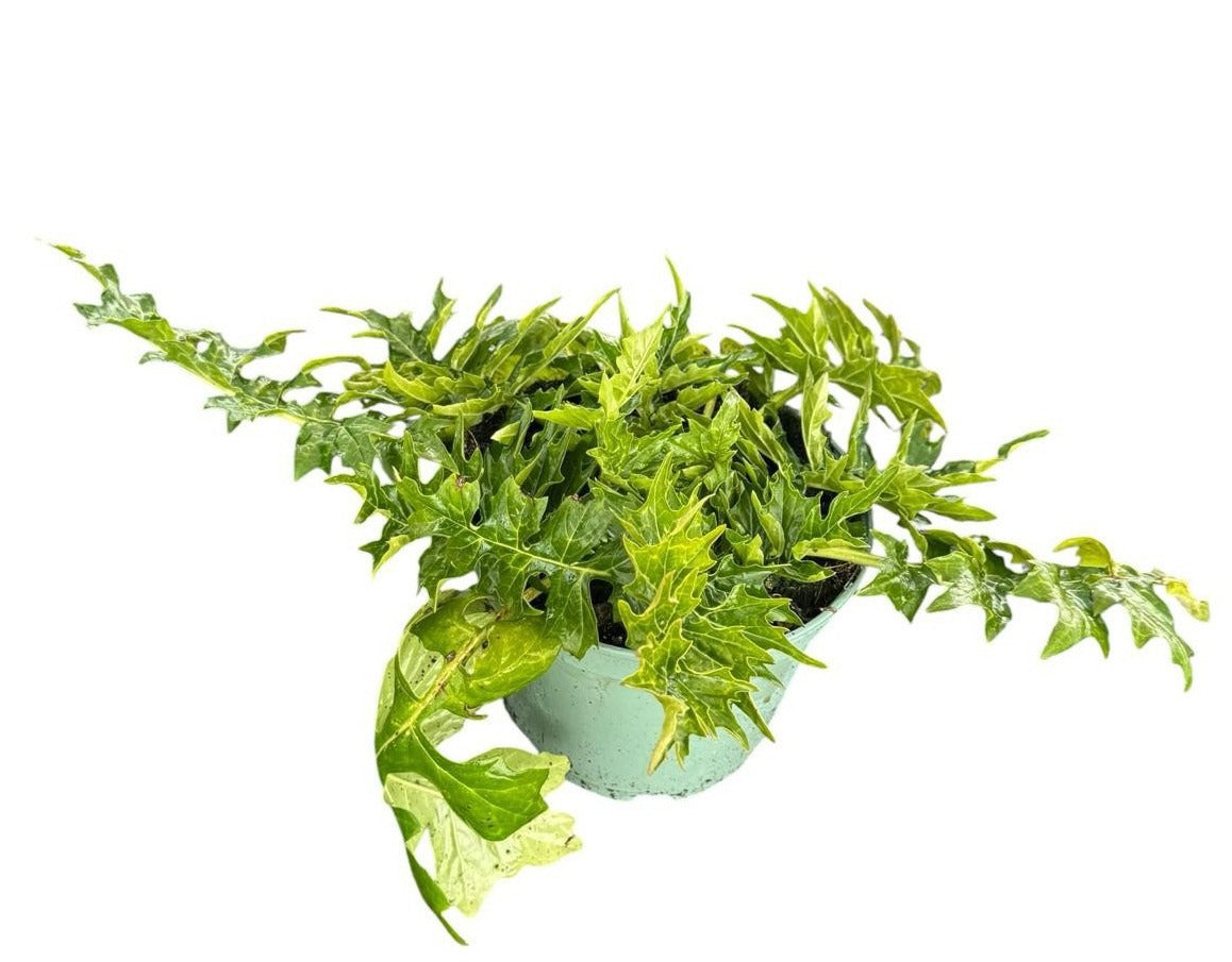 Acanthus Mollis 60cm 19cm Pot