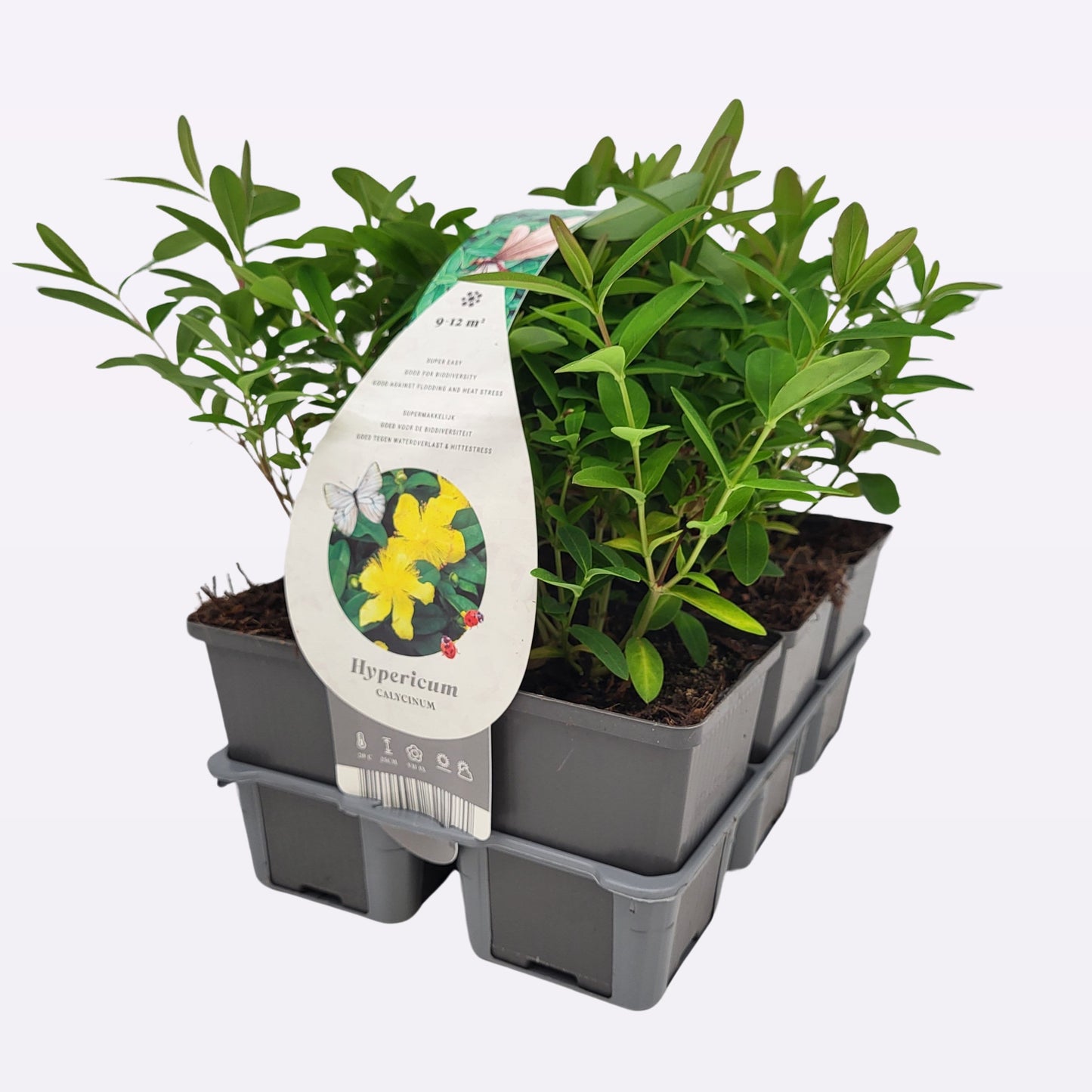 Hypericum calycinum 15cm 9cm Pot