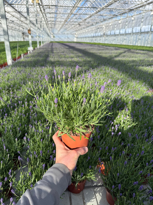 Lavandula Hidcote 30cm 13cm Pot