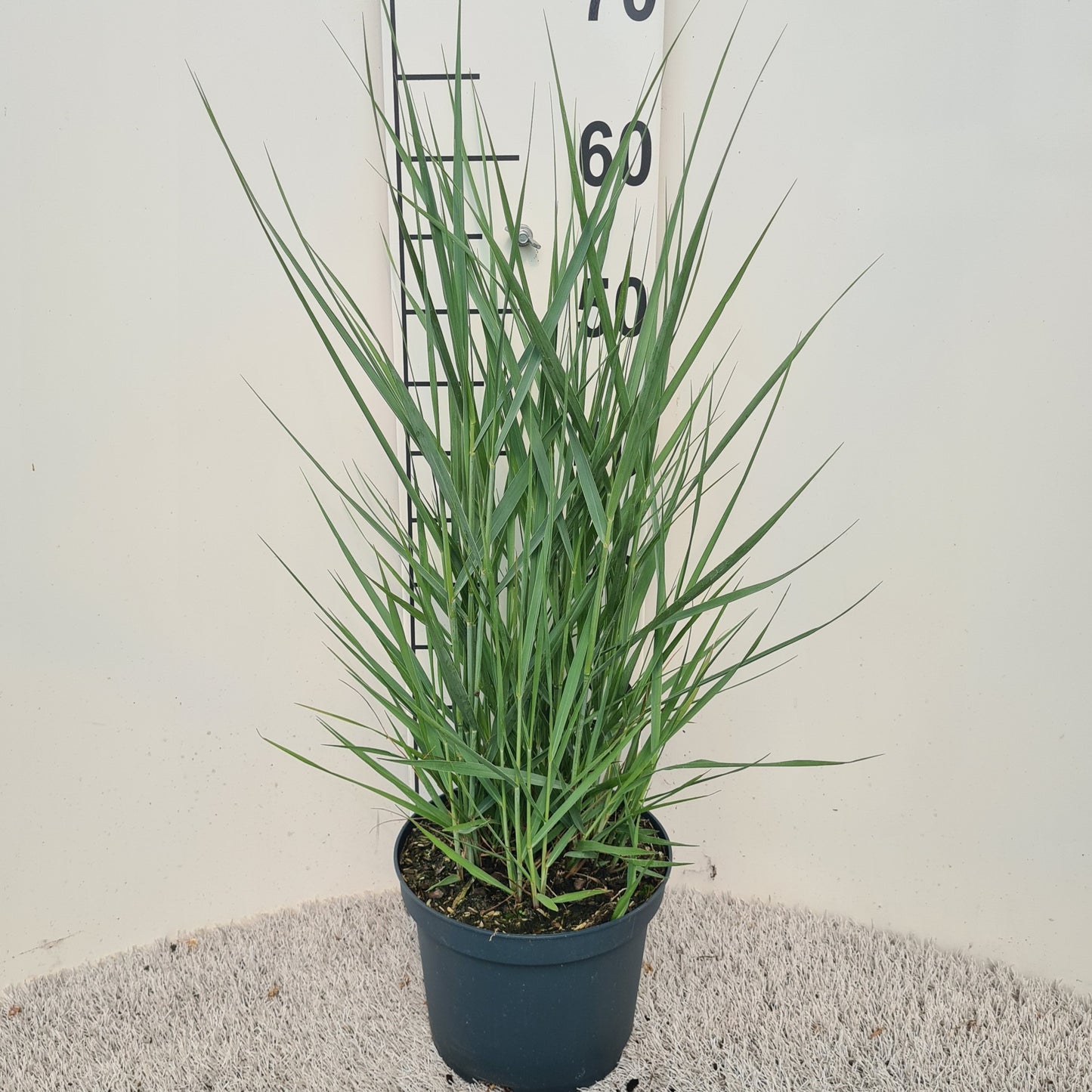 Panicum virgatum 80cm 19cm Pot