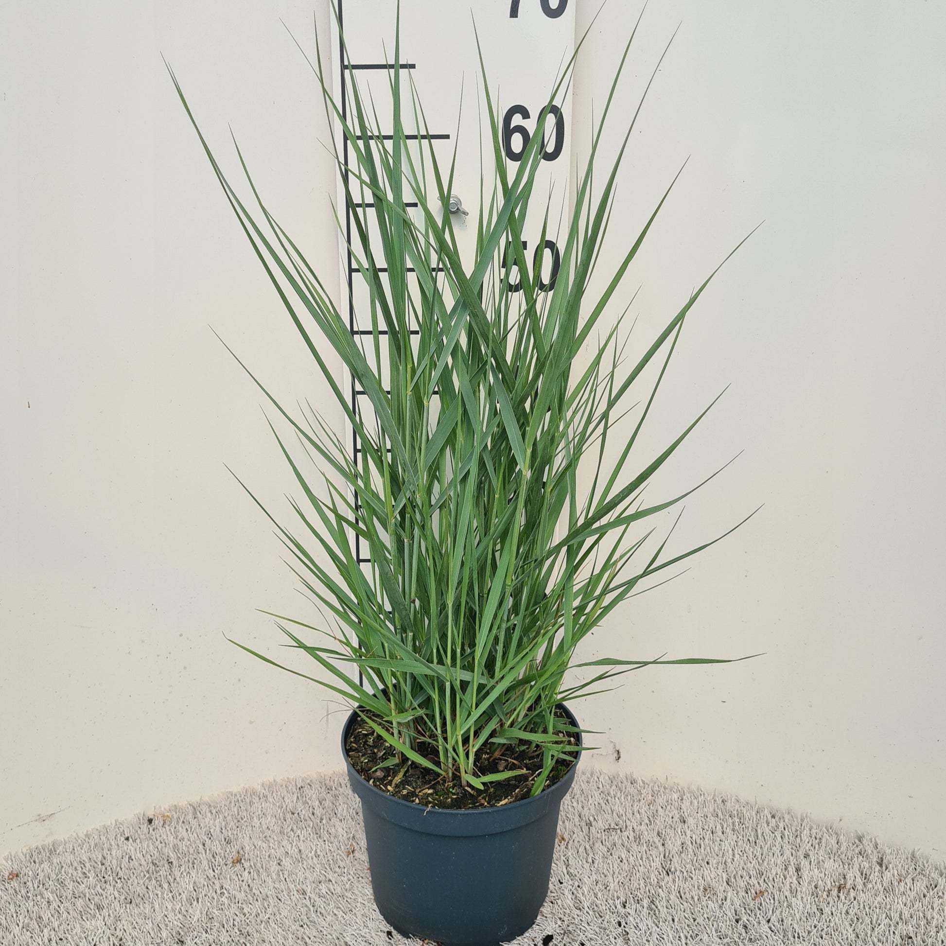 Panicum virgatum 80cm 19cm Pot