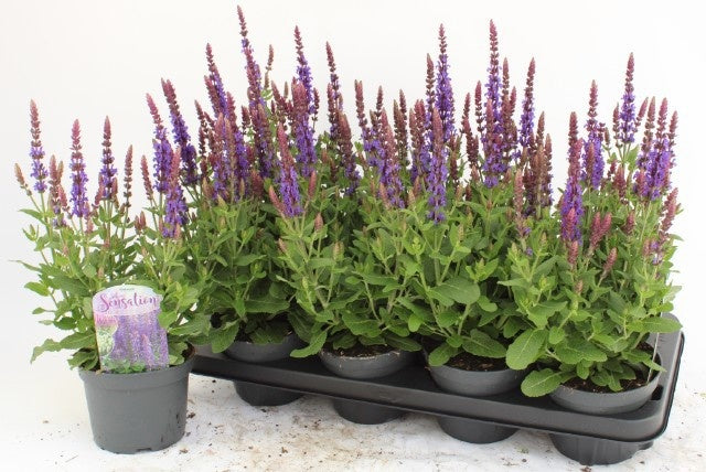 Salvia Sensation Deep Blue 37cm 13cm Pot