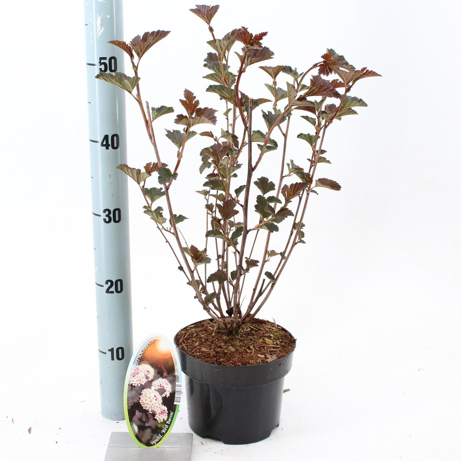 Physocarpus opulifolius 55cm 17cm Pot