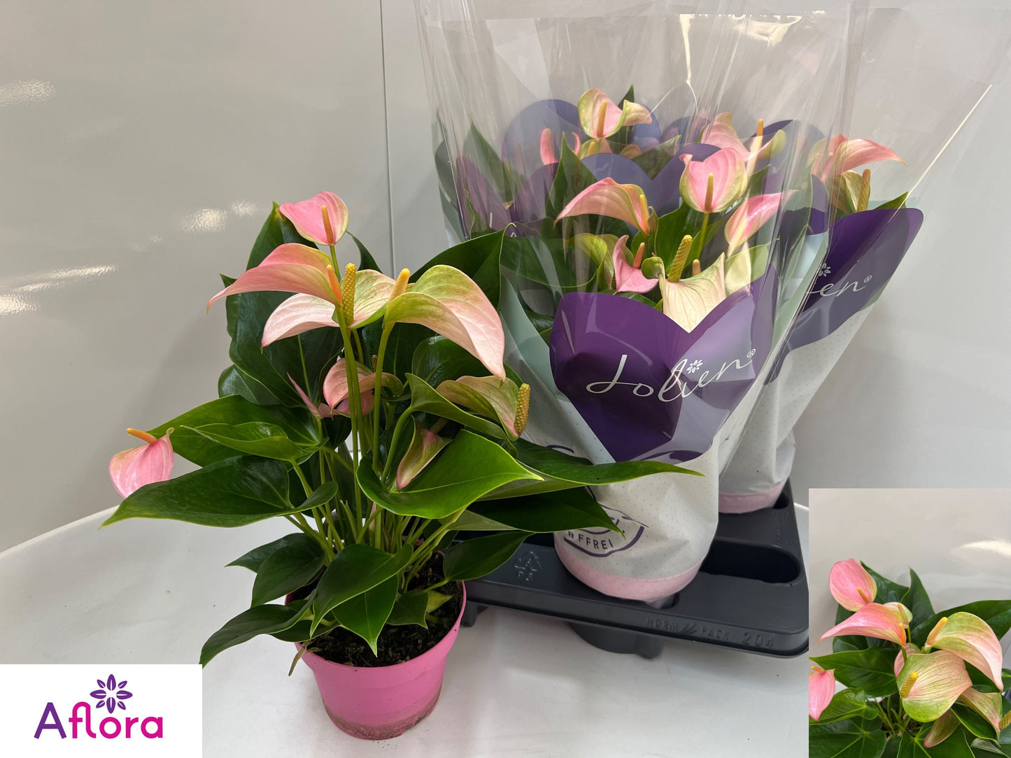 Anthurium Joli 50cm 14cm Pot