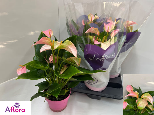 Anthurium Joli 50cm 14cm Pot