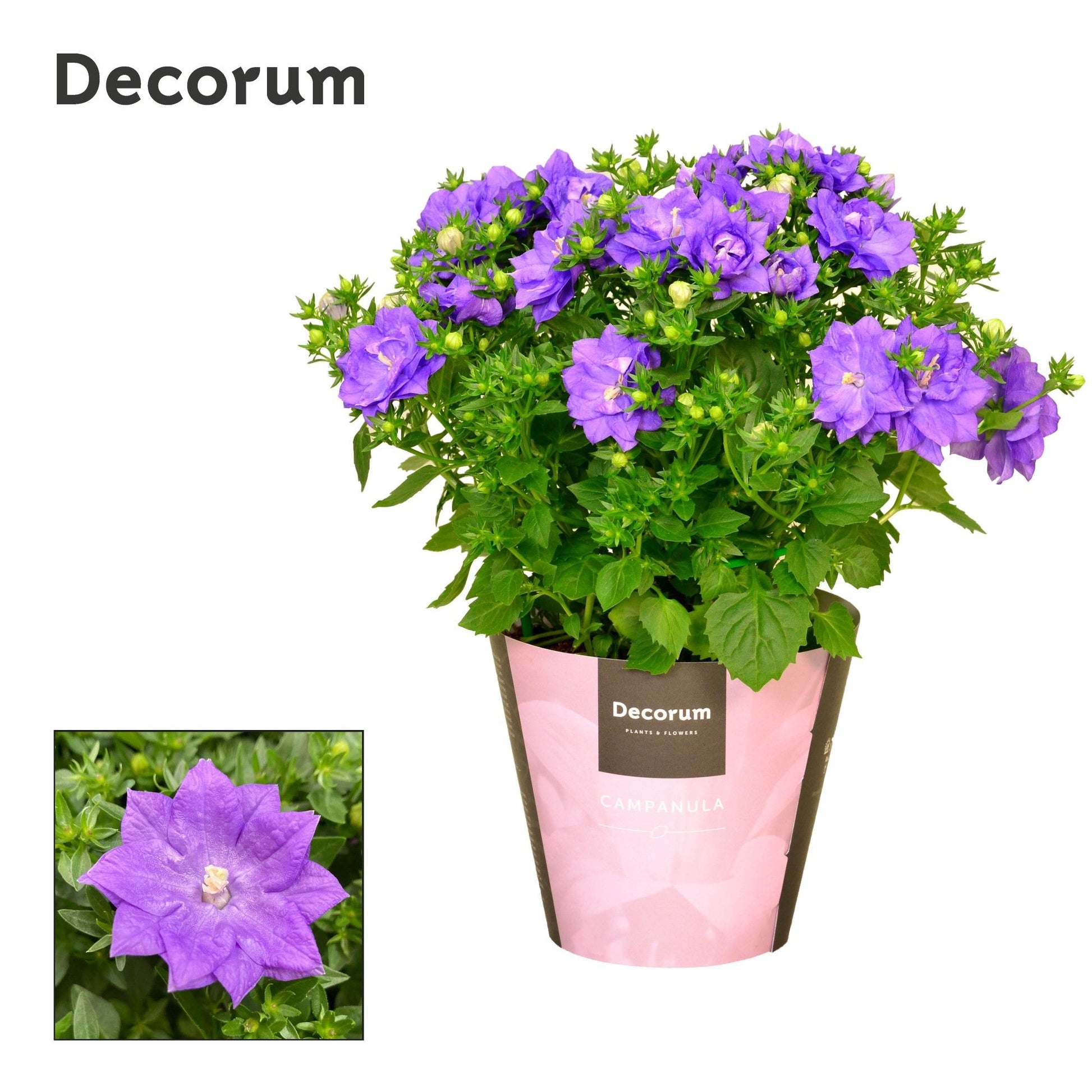 Campanula Dublin blue 20cm 11cm Pot