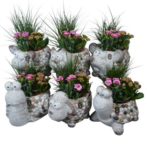 PTPP7067 Arrangementen Perkplanten 40cm 30cm Pot