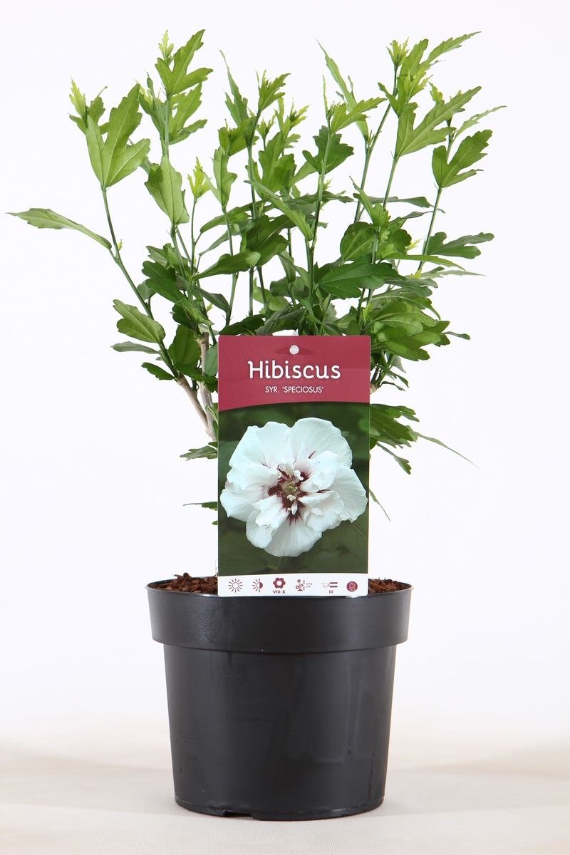 Hibiscus syr. Speciosus 55cm 19cm Pot