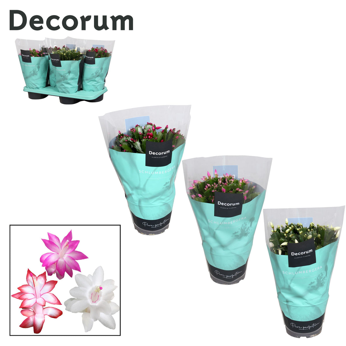 Schlumbergera mix 32cm 17cm Pot