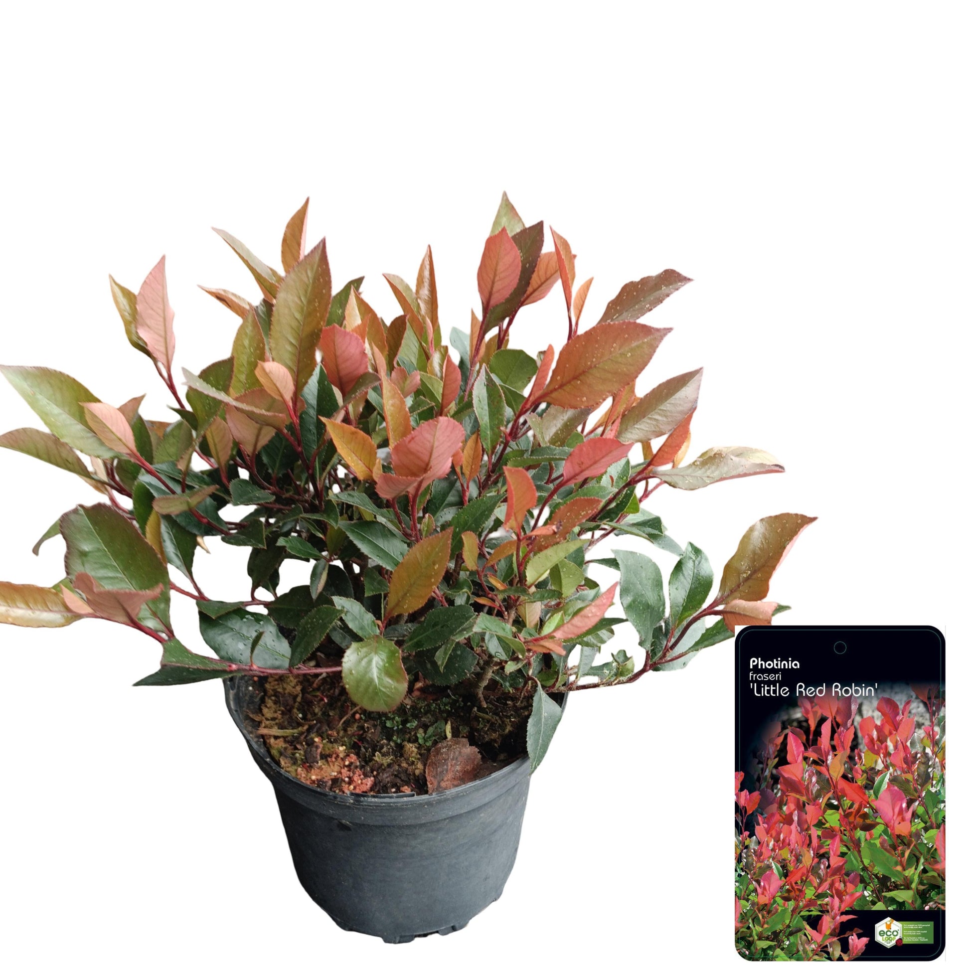 Photinia fra. Little Red Robin 30cm 17cm Pot