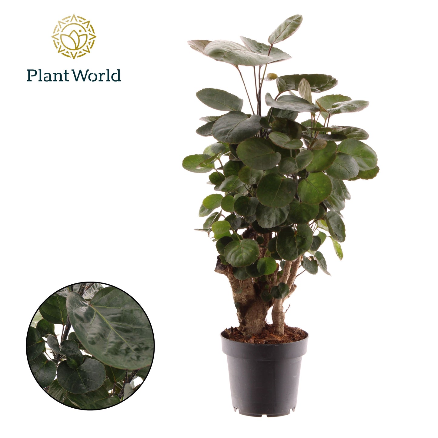 Polyscias Fabian 45cm 12cm Pot