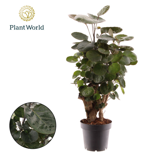 Polyscias Fabian 45cm 12cm Pot