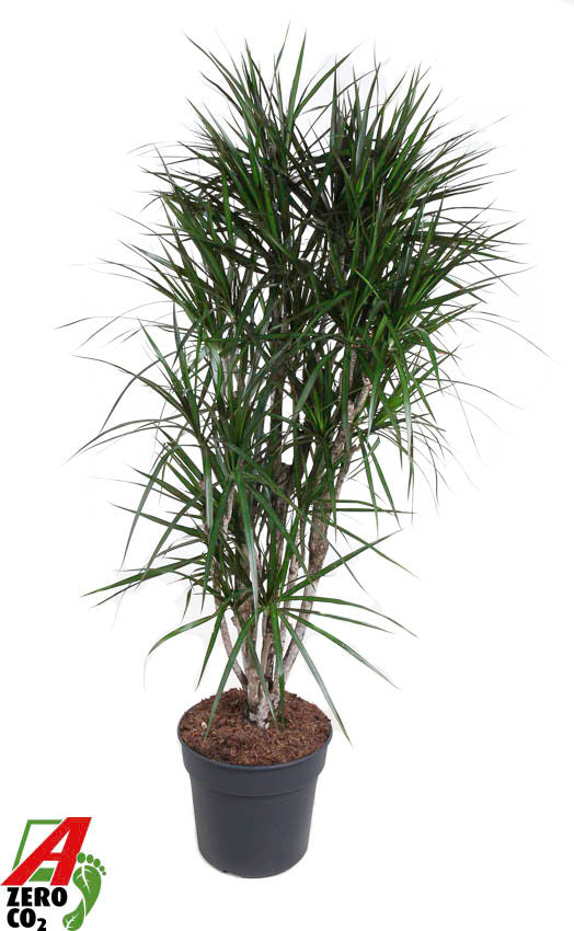Dracaena marginata 180cm 34cm Pot