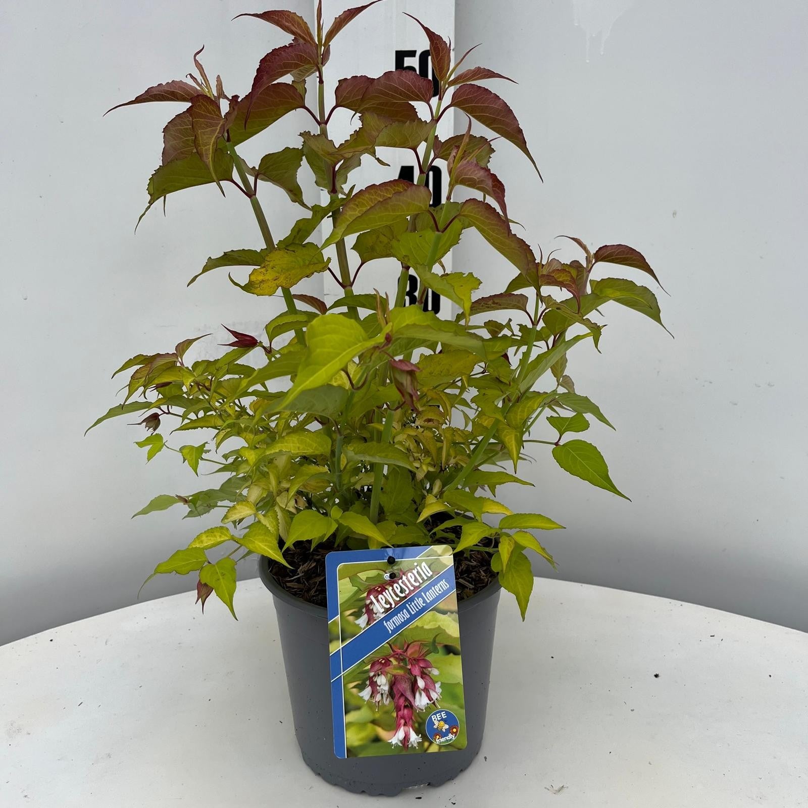 Leycesteria formosa 55cm 19cm Pot