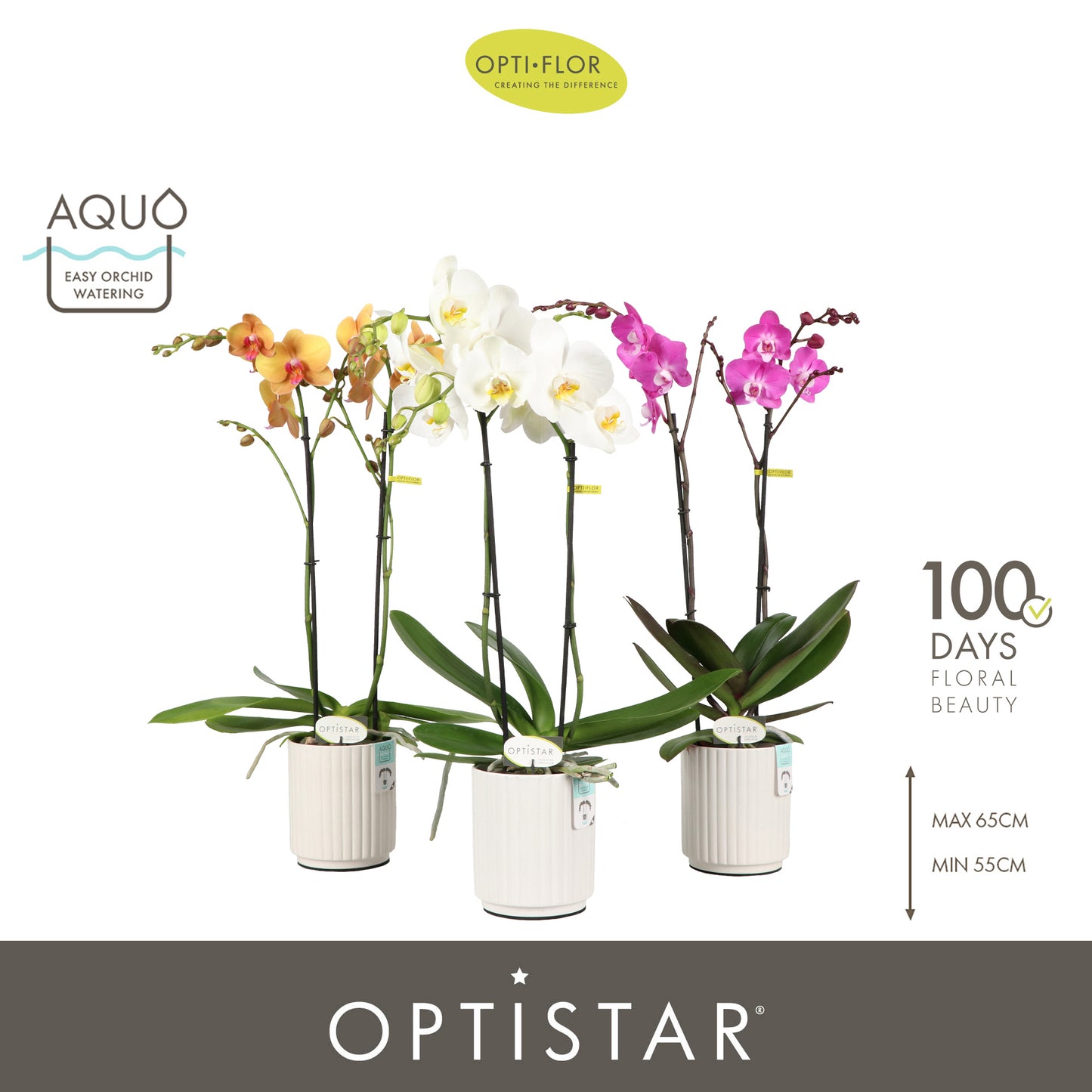 Phalaenopsis Hollywood in White Molise pot 60cm 12cm Pot