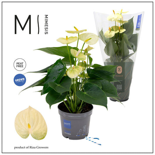 Anthurium Lime 45cm 12cm Pot