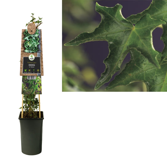 Hedera hel. Ivalace 17cm Pot
