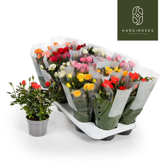 Rosa Kordana mix 26cm 510cm Pot