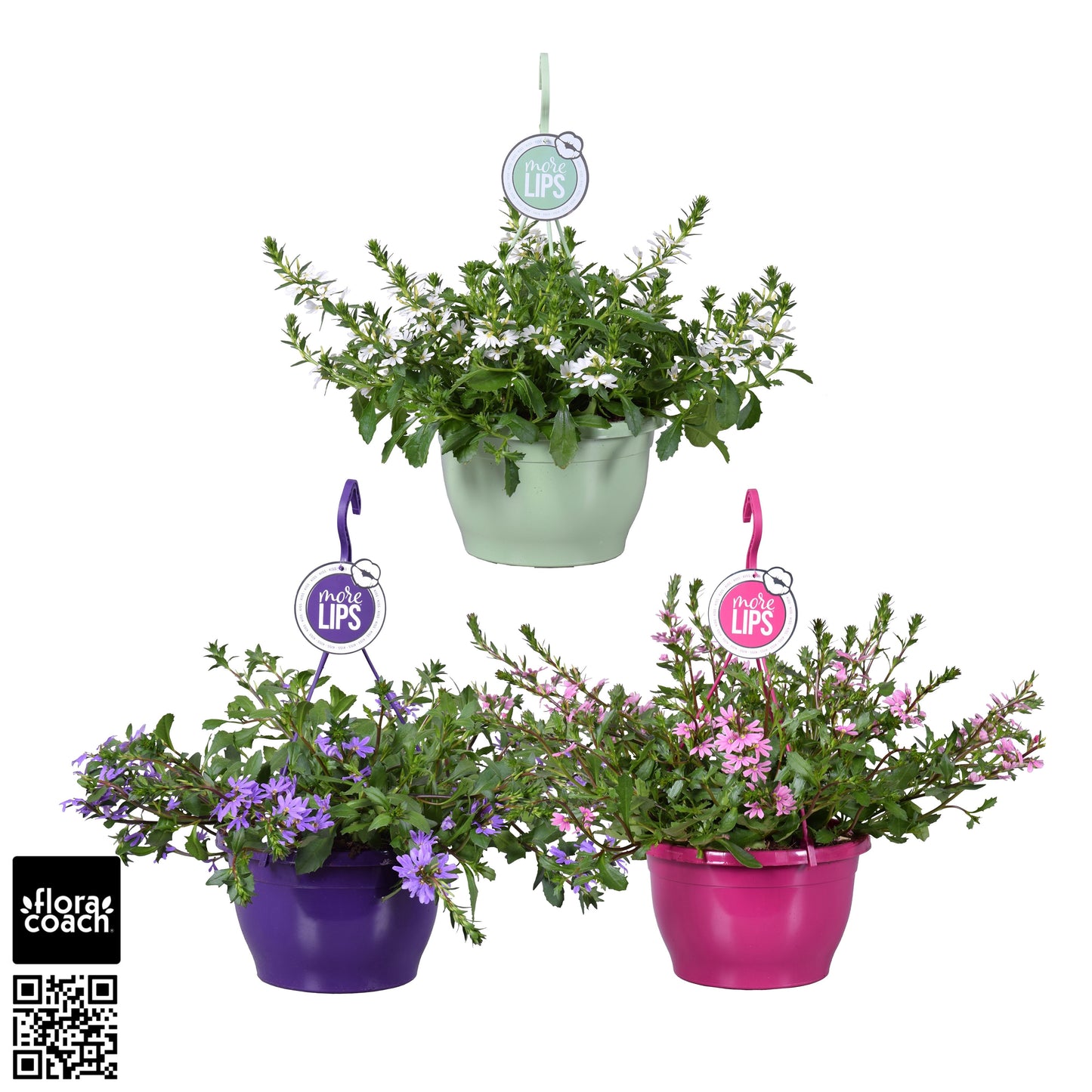 Scaevola mix 50cm 25cm Pot