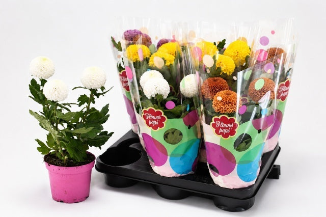 Chrysanthemum Flowerpops Abbey mix 30cm 12cm Pot