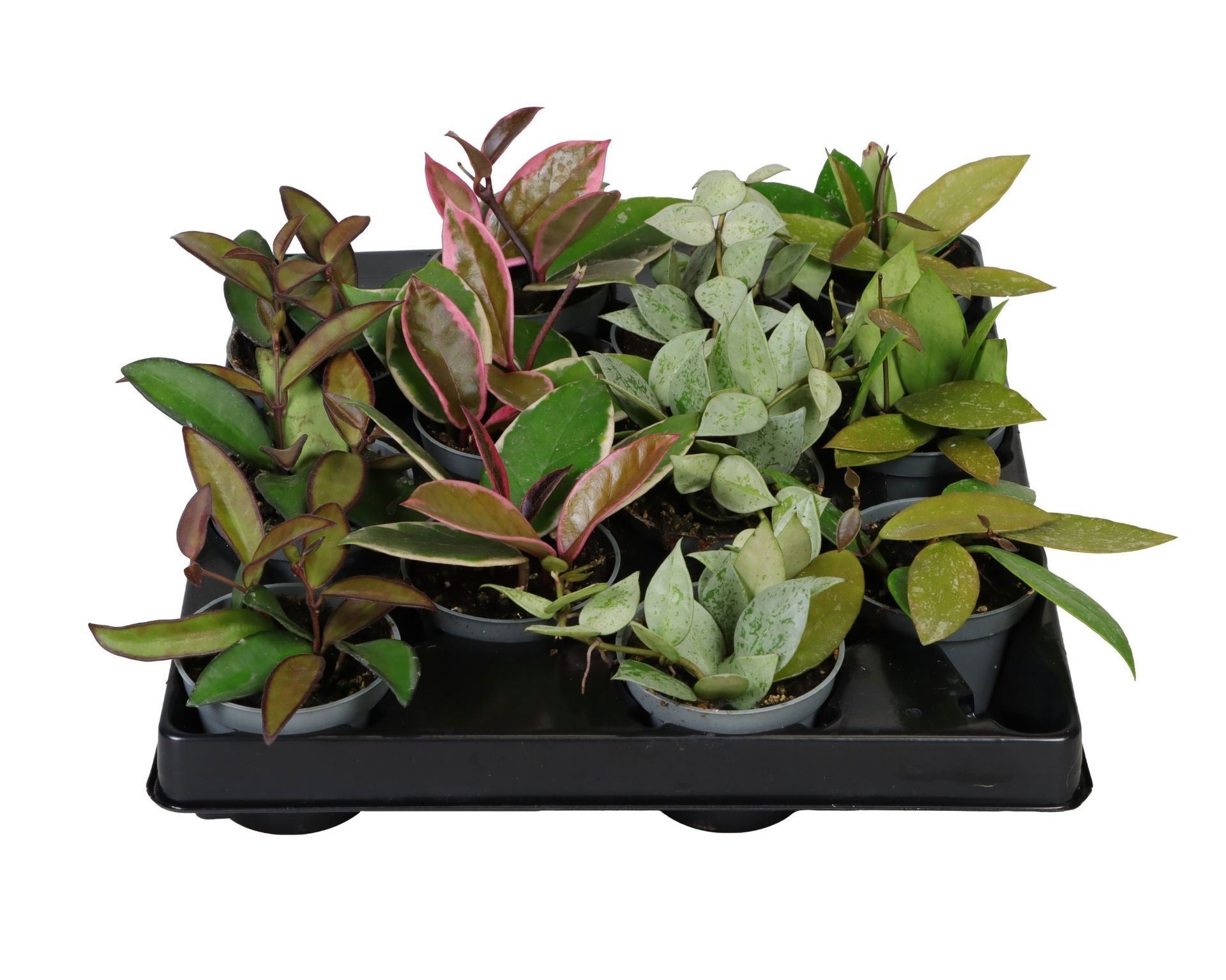 Hoya mix 6cm Pot