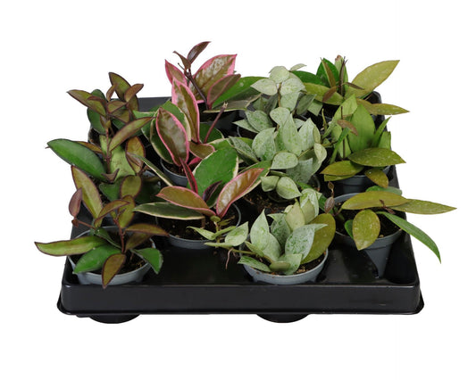 Hoya mix 6cm Pot